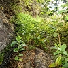 Plants: image 26 Of 208 Thumb